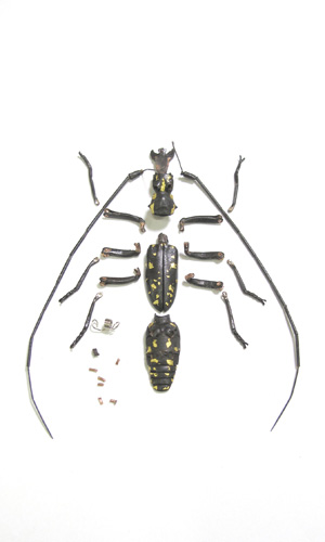 満田晴穂と自在置物標本箱