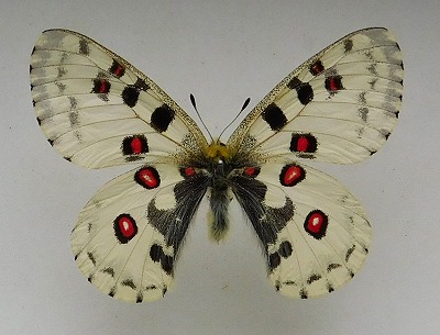 珍品1ペア】パルナシウス/P.Phoebus golobinus（アラスカ産）