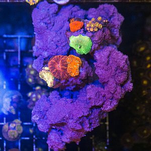 マメライブロック【マメデザイン】天然ライブロック型・人工ライブ