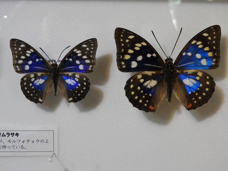 ☆ 蝶 標本 滋賀県産 モルフォオオムラサキスギタニ型♂♀ 飼育品☆
