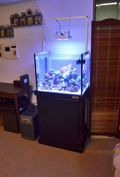 60cmワイドオーバーフロー水槽 大型 フィルター付き クーラー 60cm