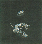 南天子画廊｜展覧会｜常設展－秀島由己男