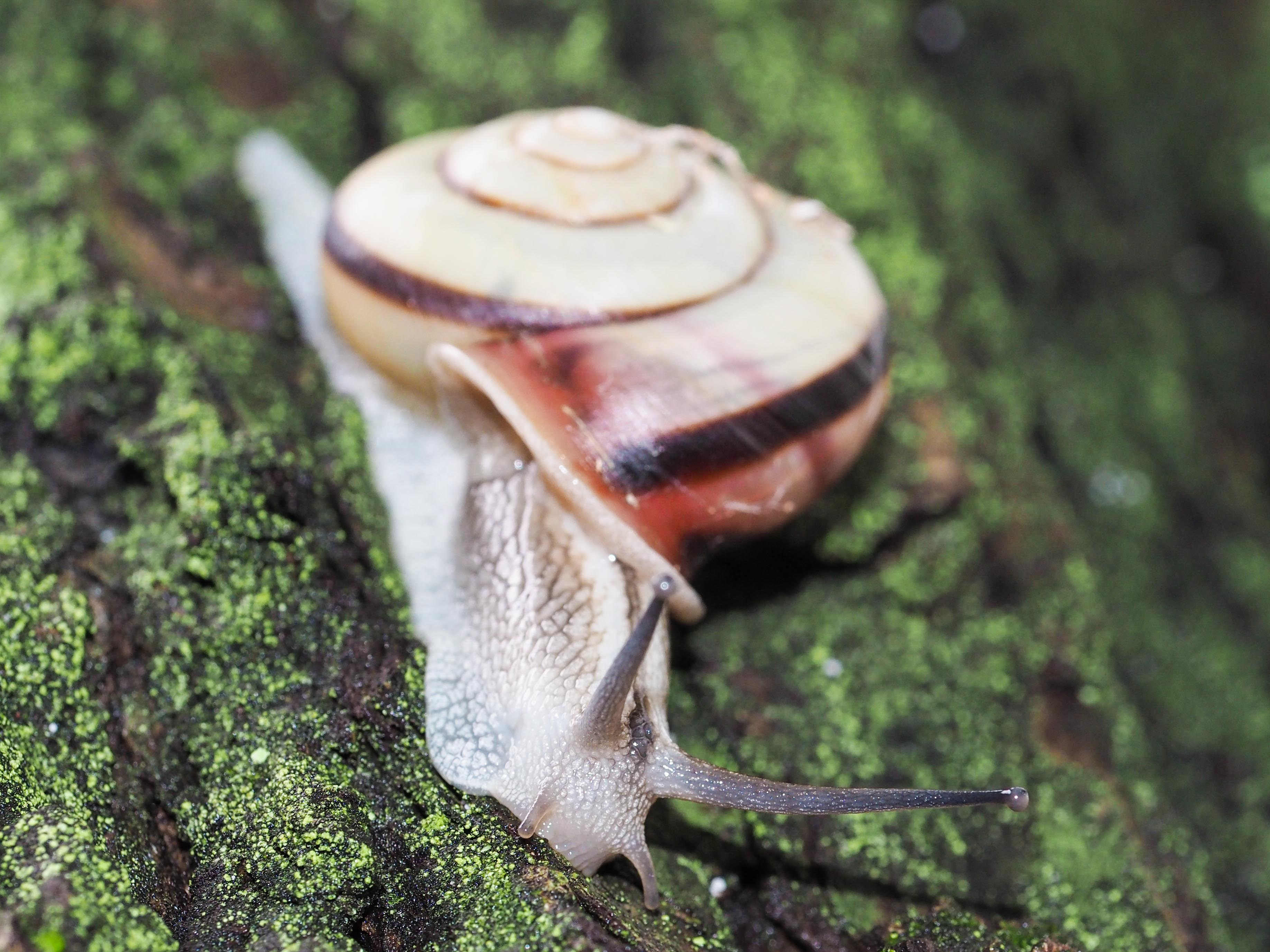 クチベニマイマイ | 奈良女子大学附属幼稚園園庭のむしあそび図鑑