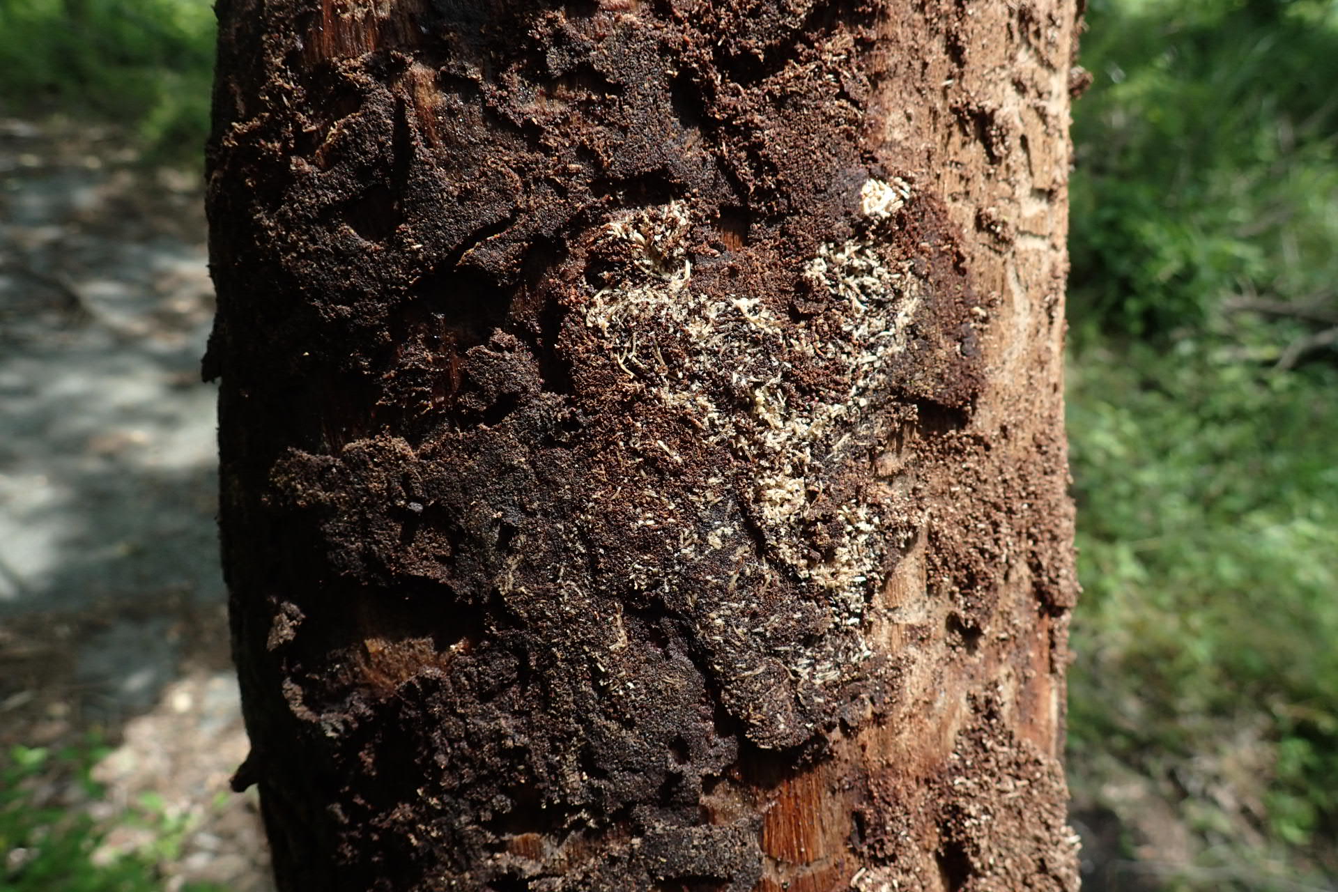 カミキリ のアーカイブ