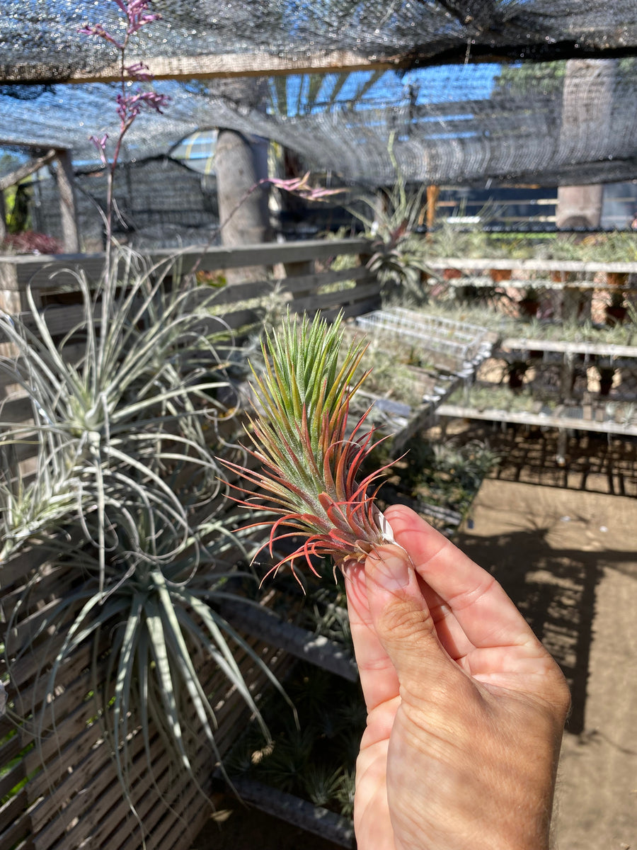 Tillandsia Paul T (funckiana x ionantha) – Cuffel Farms