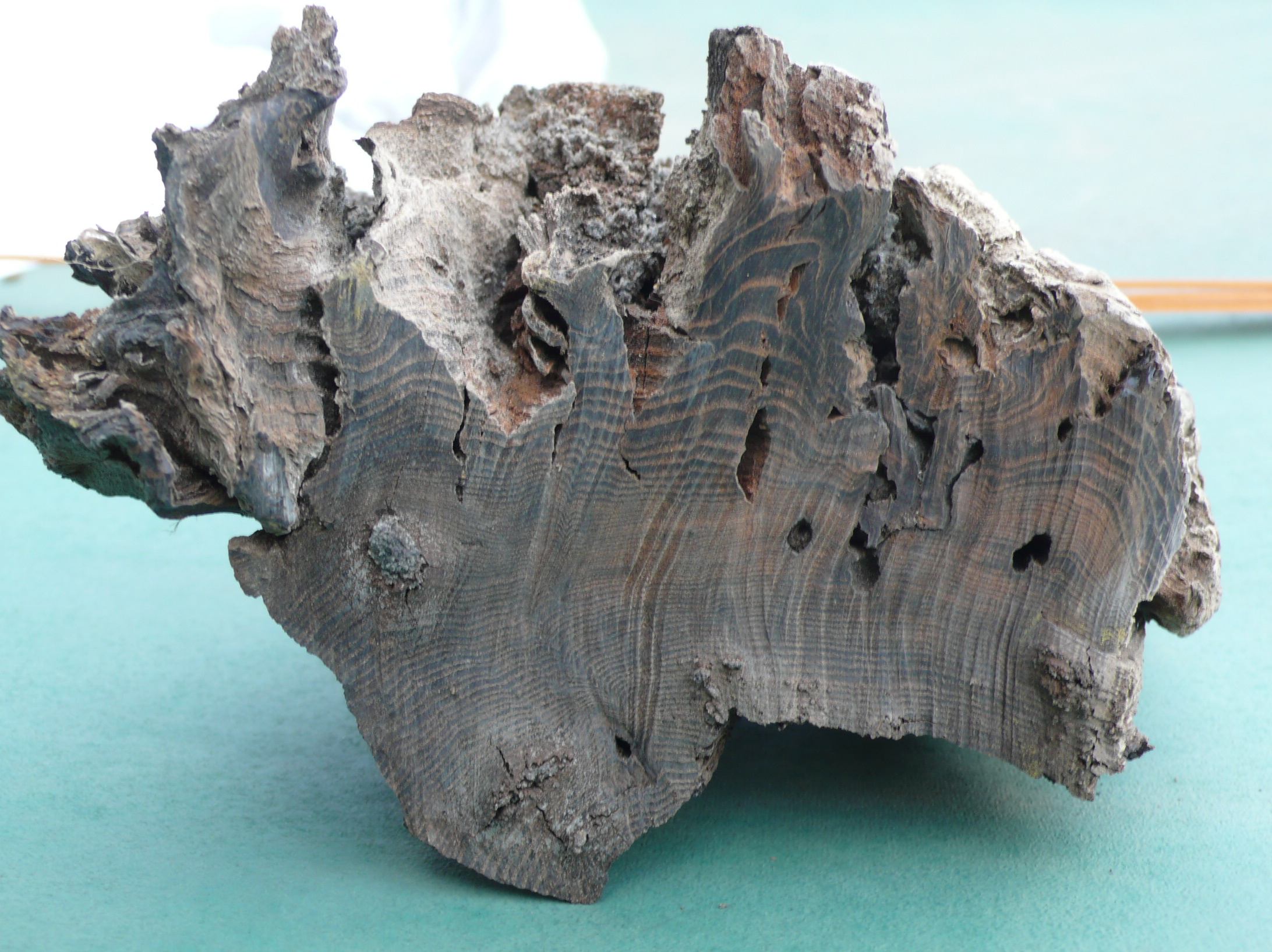 阿武隈川産 埋もれ木（大） 新古今和歌集に詠まれた本物の伝承品