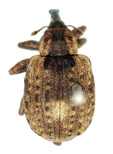 アンゴラ産 オオタマゾウムシ 21mm アンゴラ産 オオタマゾウムシ 21mm