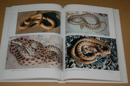 動植物関連書籍 ＞ 爬虫類 ＞ ヘビ ＞ 国・地域別ヘビ ＞ パキスタンの