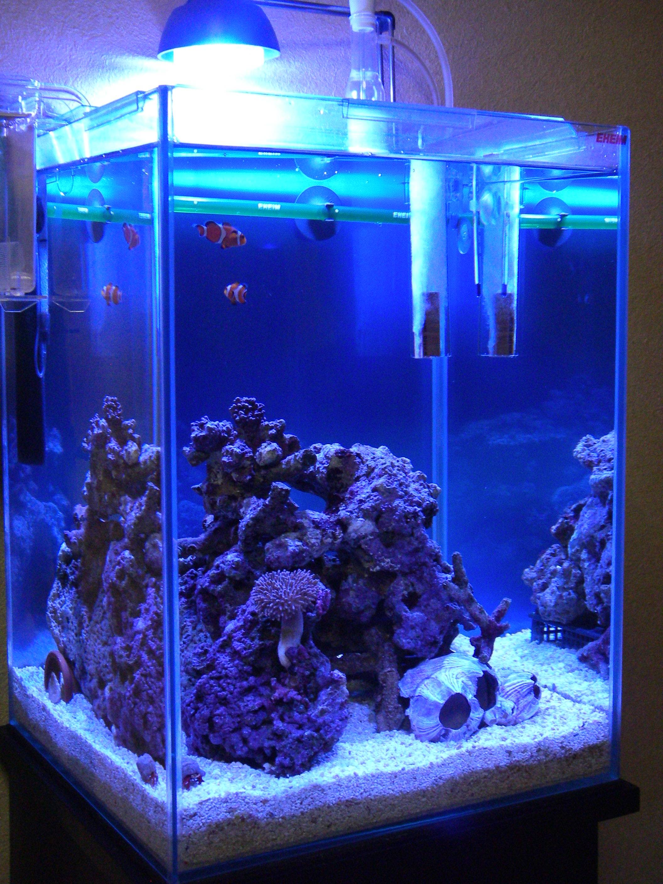 ライブロックレイアウト変更 準備編 ｜ 30cm水槽の海水魚飼育