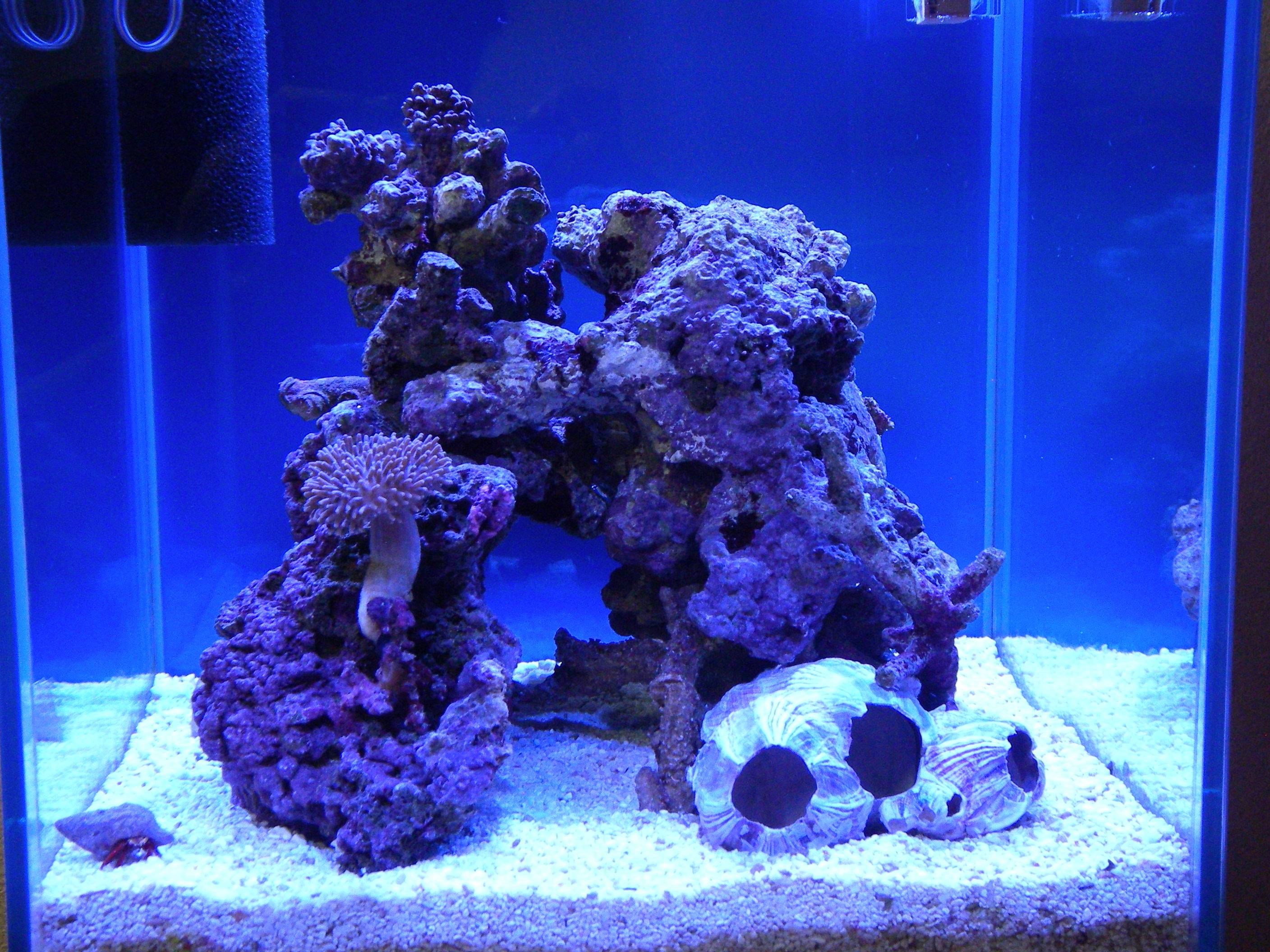 海水水槽ライブロック一式(発送可)