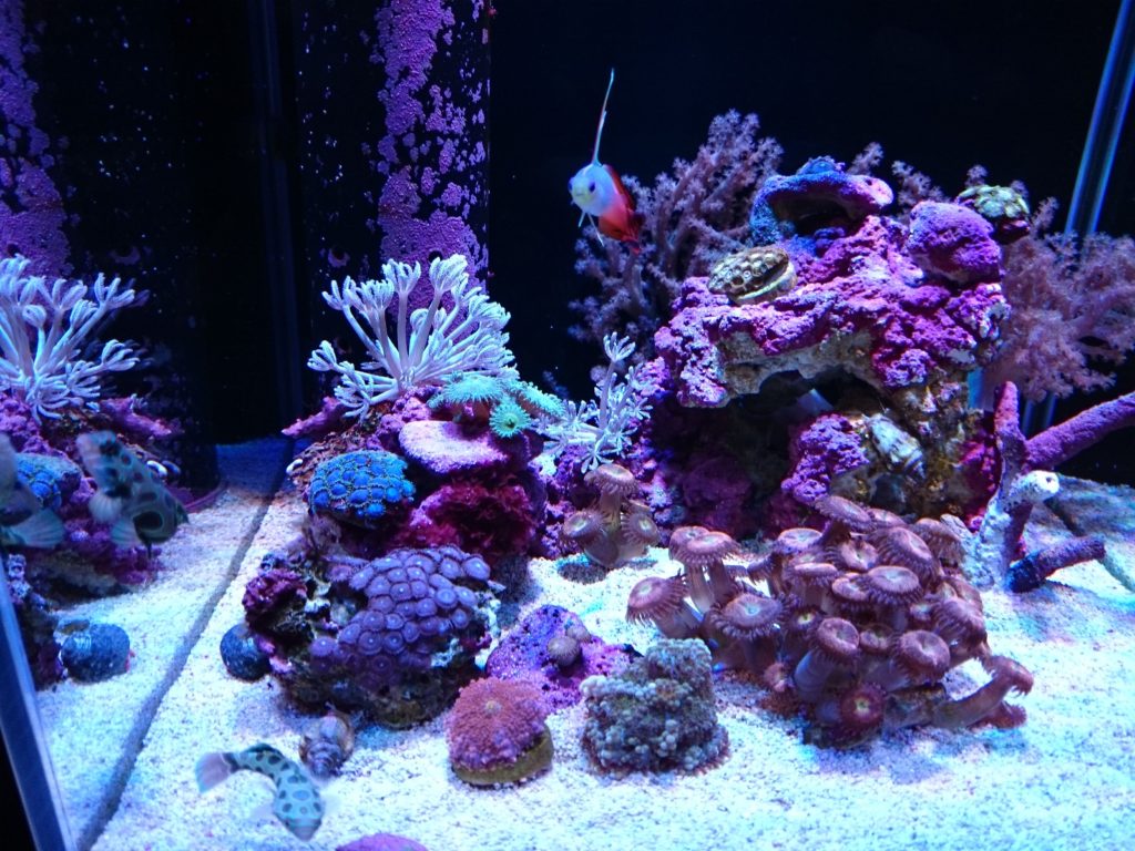 グラッシーレディオ Grassy LeDio RX122 Deep ⁄ BT2 ⁄ クリップ × 2