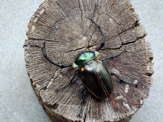 ヤンソニーテナガコガネ