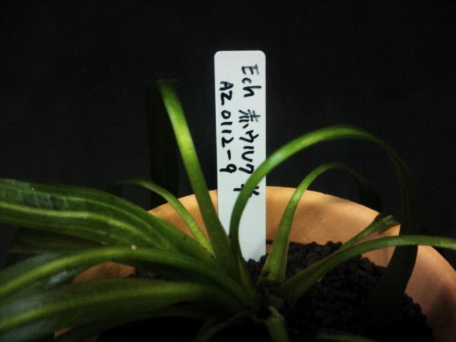 エキノドルス 赤ウルグ羊 | 水草研究室 studio water plants