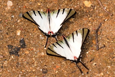 最高級 ミドリオナガタイマイ 標本 Papilio blumei 蔦屋 額入り蝶 ノミ