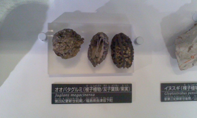 かはくの展示から～第20回／オオバタグルミ～ - Don Basilio, o il