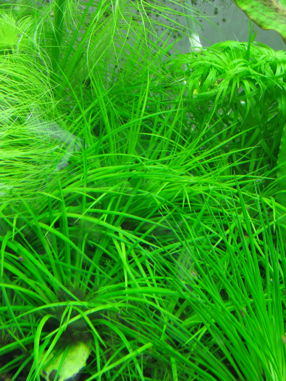 Eriocaulon.sp.parkeri ホシクサsp parkeri 水上株 Eriocaulon.sp