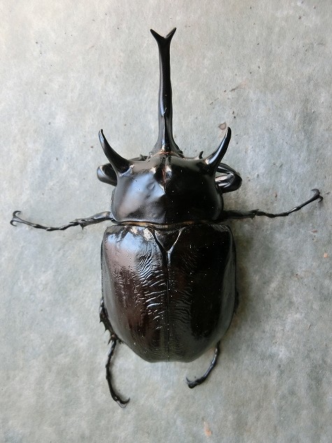 ペルー産 マルスゾウカブト 108mm ペルー産 マルスゾウカブト 108mm