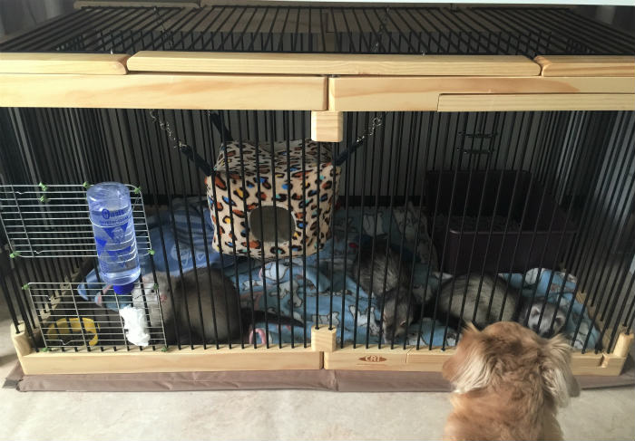 メディカル60 川井 カワイ KAWAI ルーフ付きケージ サークル 天板付き