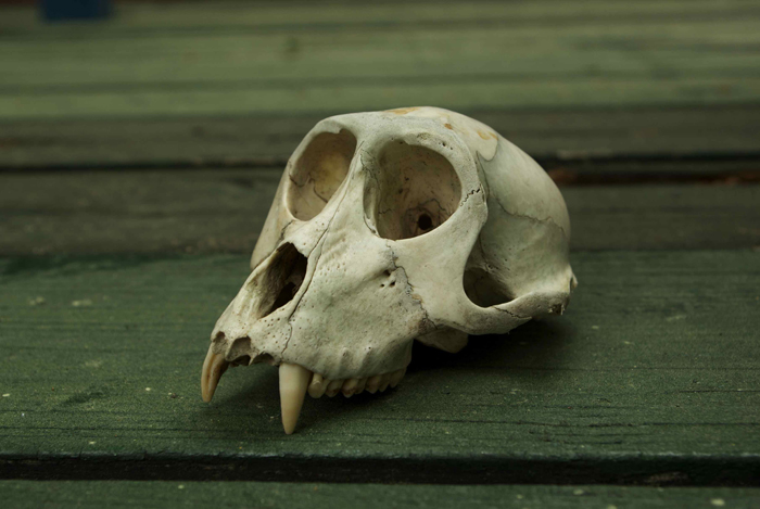 猿 頭蓋骨 頭骨 スカル 標本 剥製 猿の頭蓋骨 骨格標本 猿の頭蓋骨