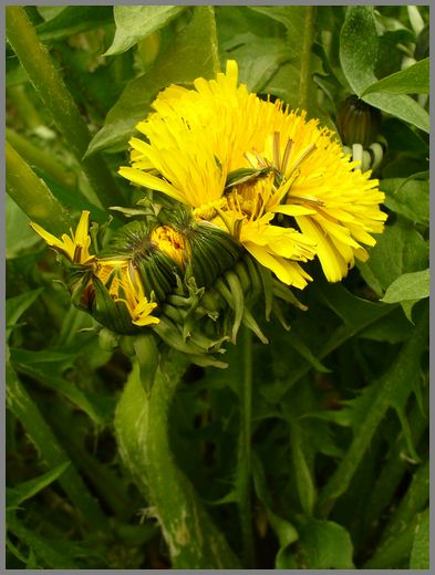 巨大タンポポ | トビナナフシ日記