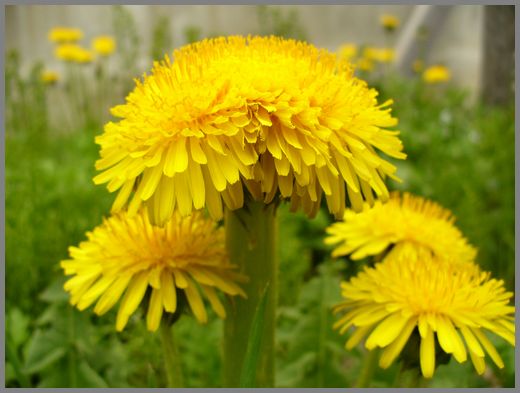 巨大タンポポ | トビナナフシ日記