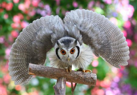 ポポちゃん テレビ出演します | 掛川花鳥園スタッフブログ