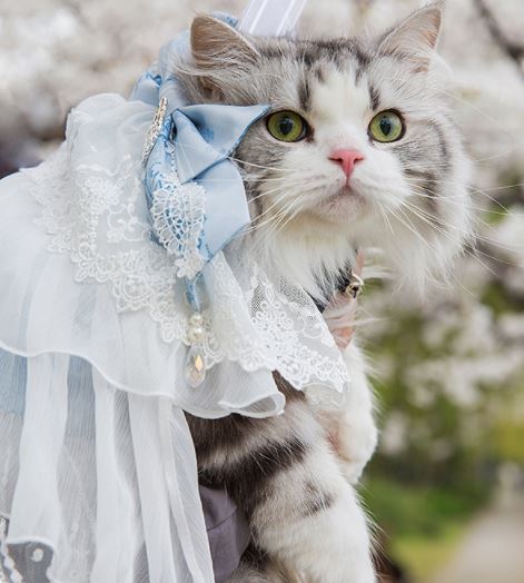幅広シュシュ、ハロウィン限定、スイートロリータ(ブルー)わんちゃん猫