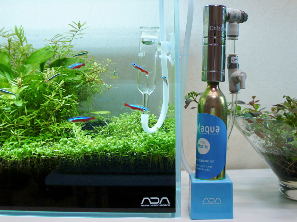 do!aqua プラントシリンダー2020