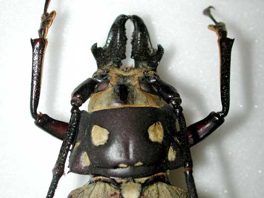 韓国保護種】ウスリーオオキバウスバカミキリ Callipogon 標本 韓国