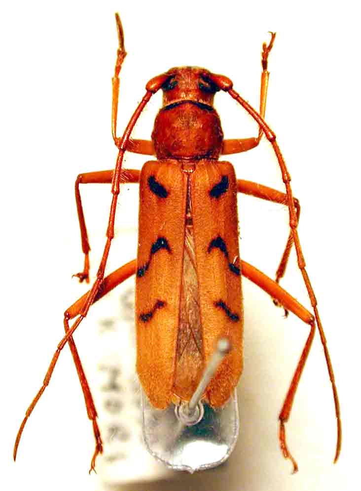 カミキリムシ（日本産カミキリ970種写真公開）