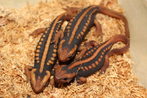 イモリ？どじょう？ 文鎮