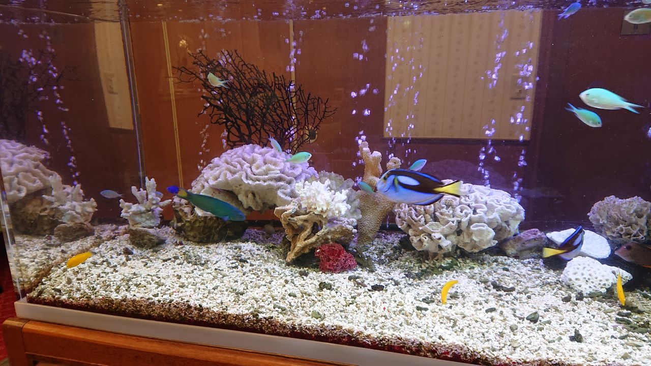 18【珊瑚】☆飾り サンゴ礁 置物☆白 海水魚 水槽 レイアウト