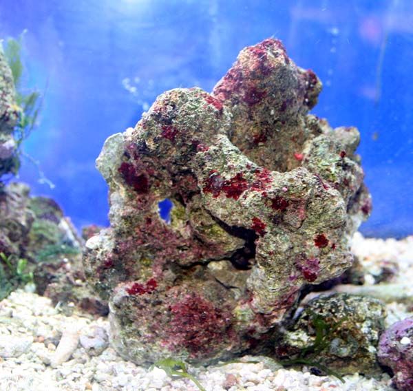 石付き！ミル 海藻 岩付き ライブロック 石付き！ミル 海藻 岩付き