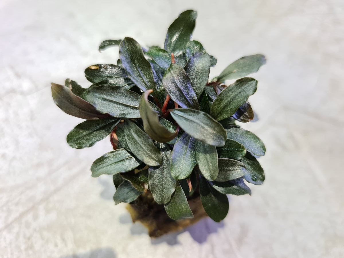 Bucephalandra sp.Ghost kalimantan 【公式通販】