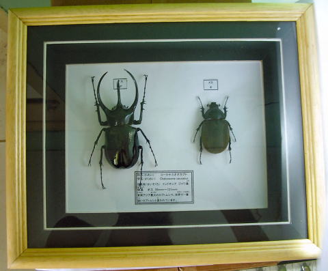 額入り昆虫標本 カブトムシ