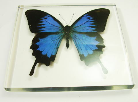 オバケコロギス オバケコオロギ 樹脂標本 オバケコロギス オバケ