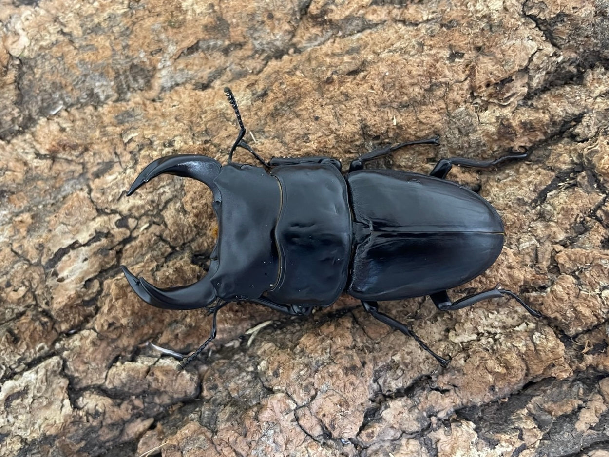 おるなーたMHHC オオクワガタ F0 材割成虫59㎜ 美形コン2位個体 おる