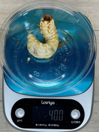 昆虫飼育用具セット 菌糸ブロック崩し 産卵木 ノギス スケールなど10本