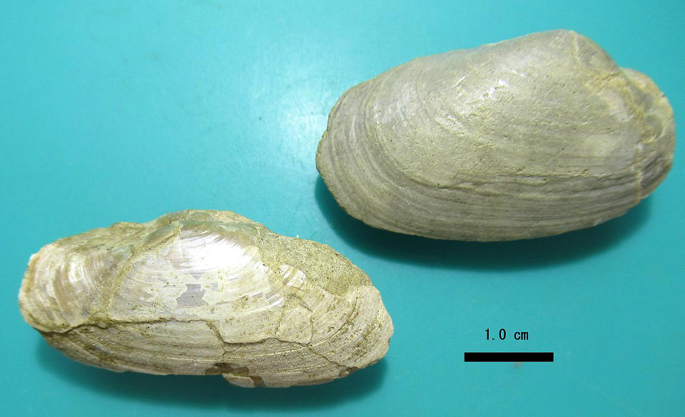 白亜紀 貝 化石 二個 ポポロスカフィテス(ZE492) 白亜紀 貝 化石 二個