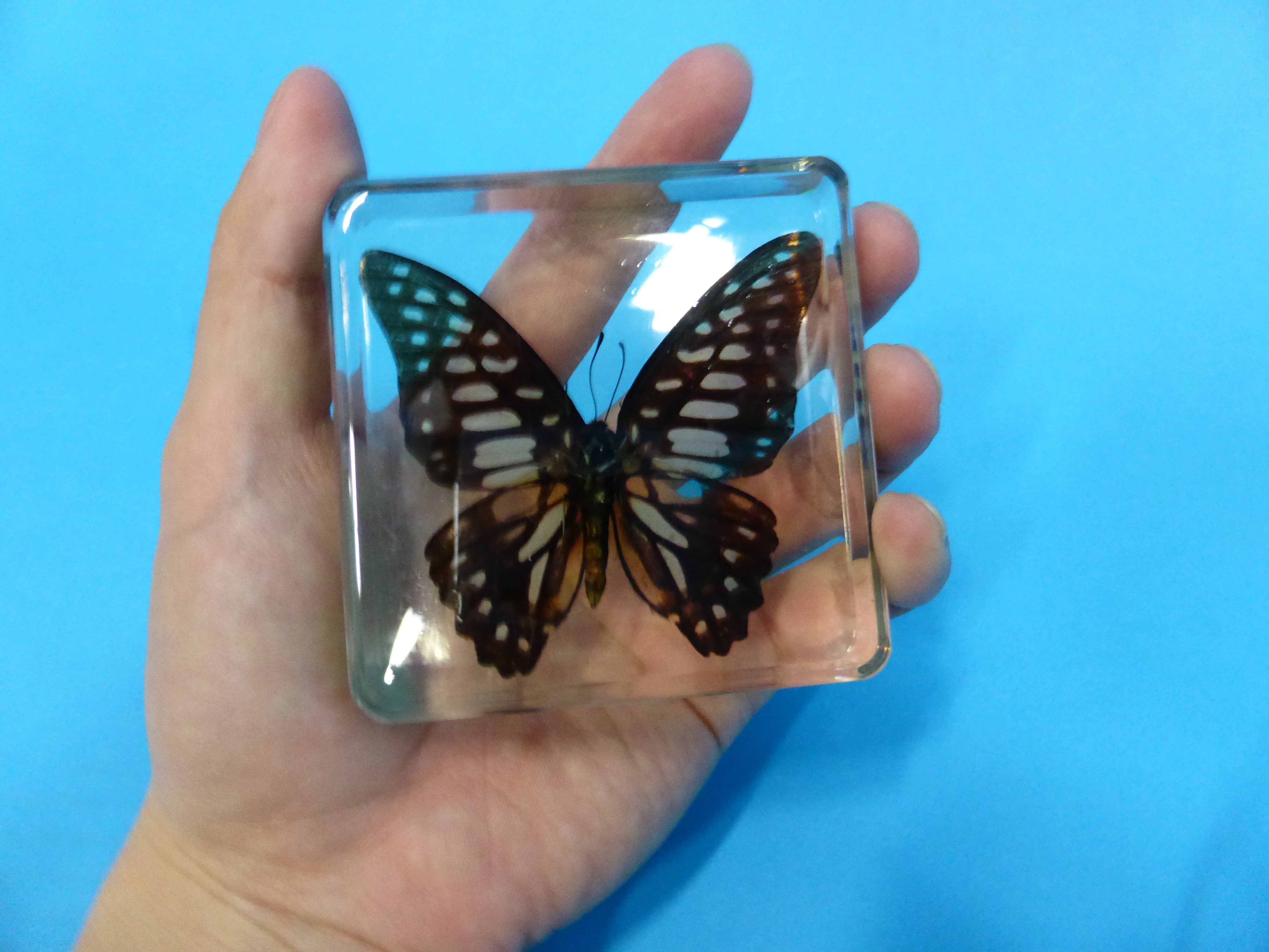 蝶の標本セット 1987年採集 蝶の標本セット 1987年採集