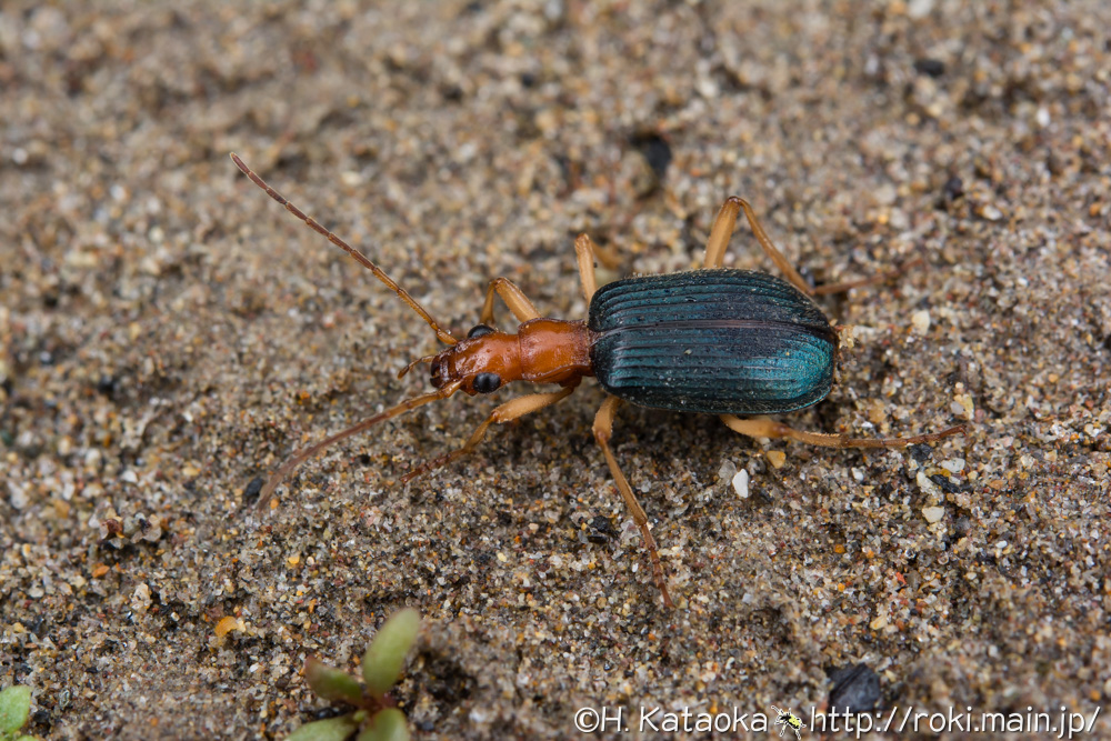 コホソクビゴミムシ