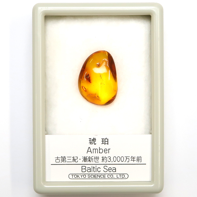 琥珀｜化石標本・分売｜化石販売・鉱物販売の東京サイエンス
