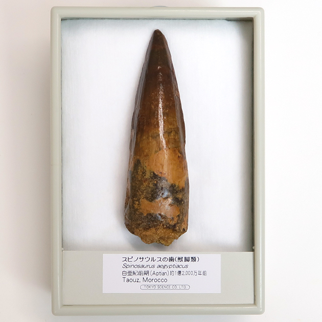 スピノサウルスの歯 86mm 恐竜 No.1155 白亜紀、北アフリカの覇者