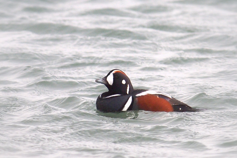 苫小牧東港 鵡川漁港 冬の水鳥いろいろ｜おまさのこっそり野鳥日記