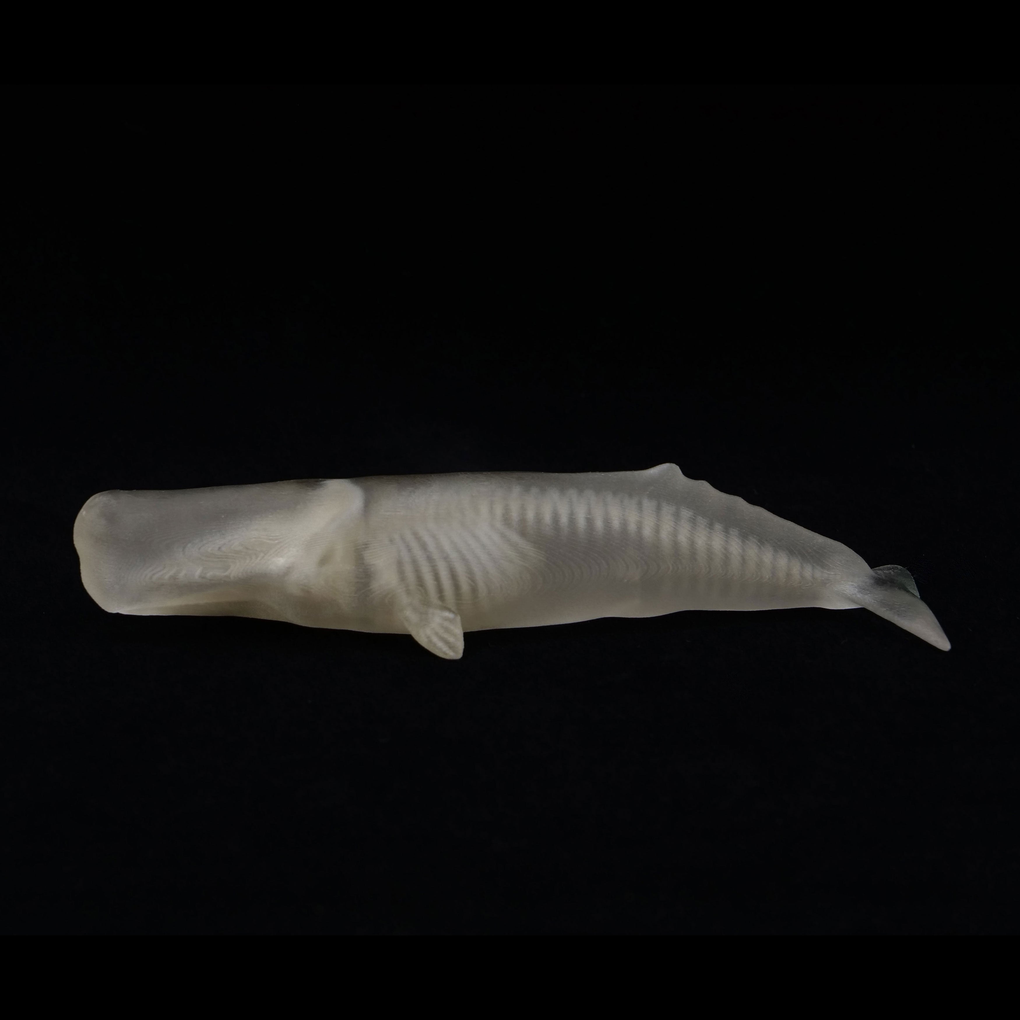 鯨歯マッコウクジラ牙玉ルース約11.5㎜片穴30個