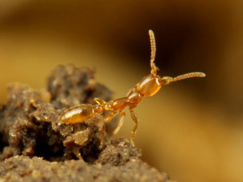 蟻という生き物