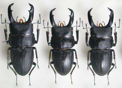 あれはいい日だった：スジブトヒラタクワガタ編