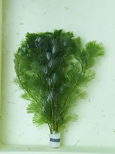 密生ミクロソリウムトライデントリーフ大株200葉以上が自然活着した