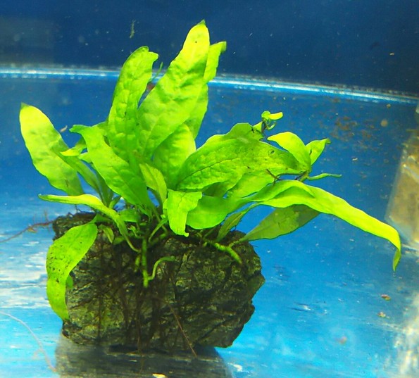 希少ミクロソリウムsp.サラワクカピットウエスト5株40葉以上の活着途中流木