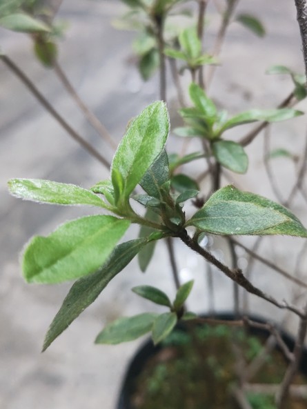 ヤクシマヤマツツジ Rhododendron yakuinsulare 屋久島産 【アクア